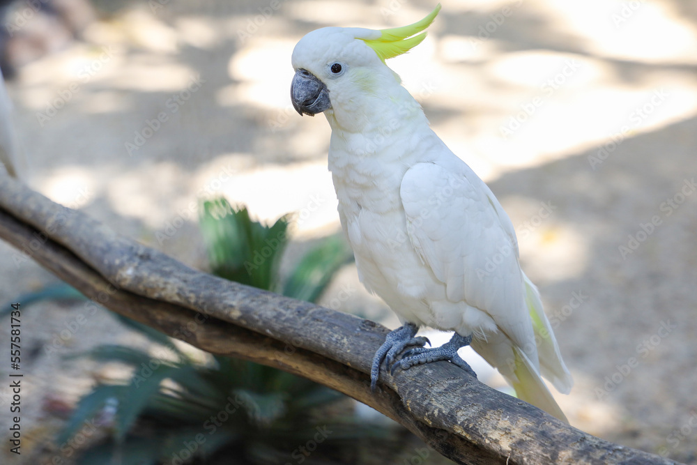 The triton cockatoo bird is the cute bird in garden The triton cockatoo bird is the cute bird in garden