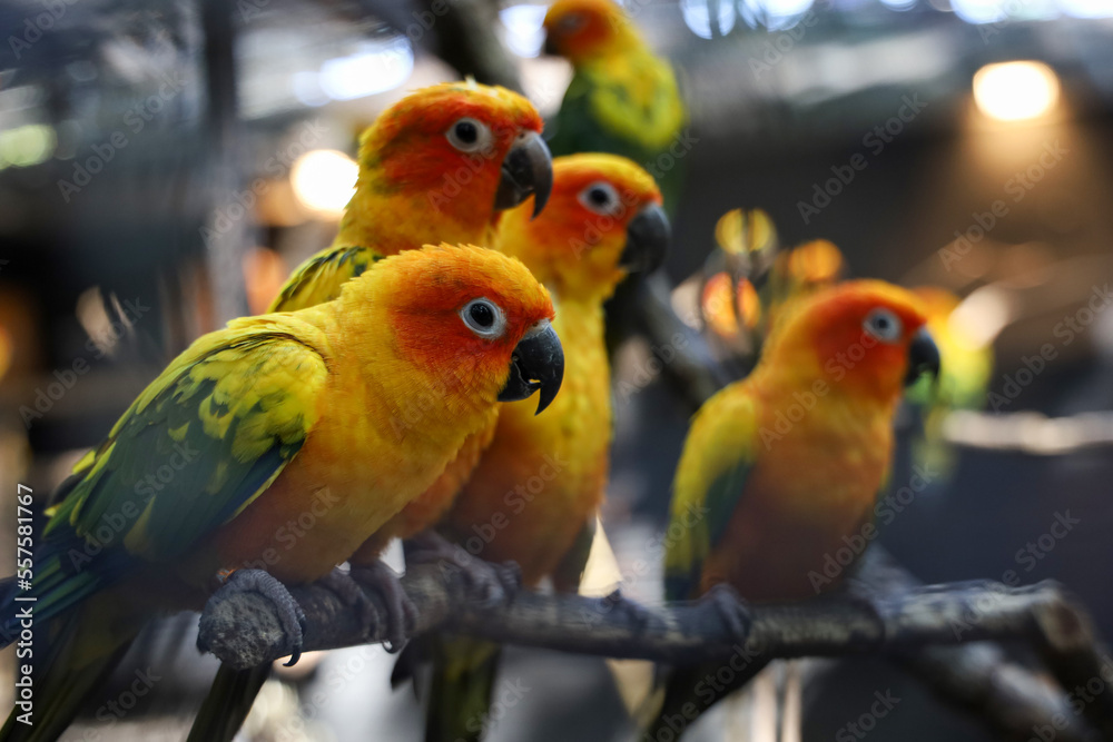 Obraz premium The mini parrot bird on stick tree