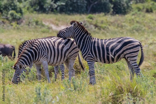 There are many Zebras in Isimangaliso Wetland Park  which is on the UNESCO Heritage List in South Africa.