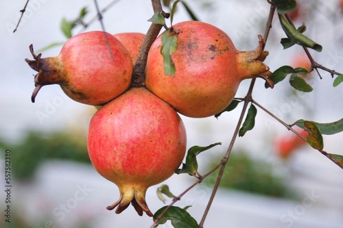 Red and ripe pomegranates growing on the tree in Macau