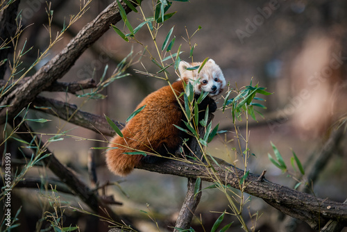 Panda red in the zoo