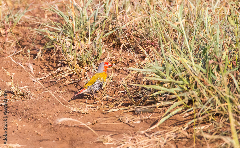 Green-winged pytilia (Pytilia melba) is an African song bird. Green-winged pytilia (Pytilia melba) is an African song bird.