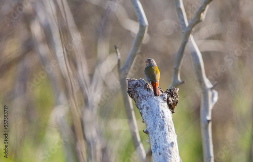 Green-winged pytilia (Pytilia melba) is an African song bird. photo