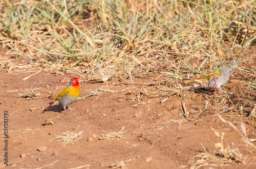 Green-winged pytilia (Pytilia melba) is an African song bird. photo