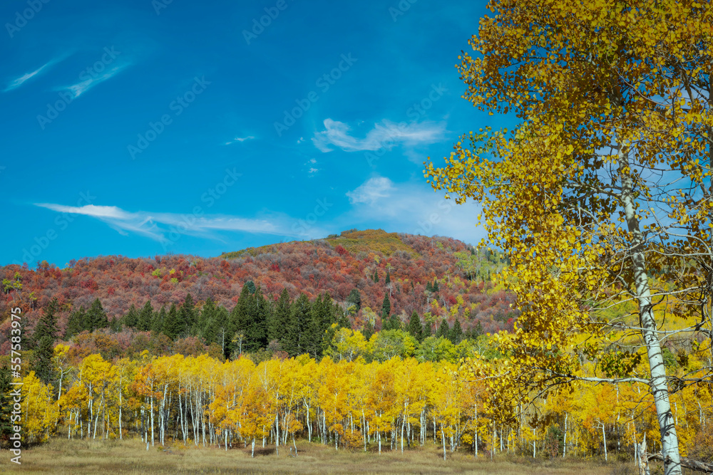 Vibrant autumn colors in Utah's Wasatch mountains