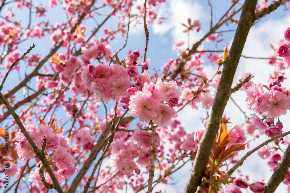 A beautiful branch of Sakura, Prunus serrulate tree with pink and white leaves in spring A beautiful branch of Sakura, Prunus serrulate tree with pink and white leaves in spring