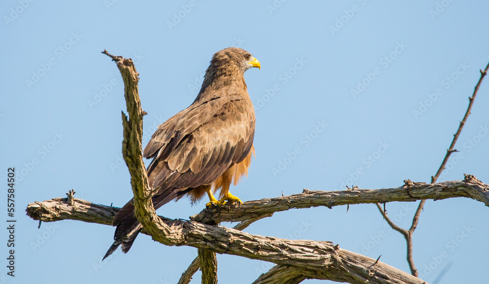 The yellow-billed kite (Milvus aegyptius) is the Afrotropic counterpart of the black kite (Milvus migrans), of which it is most often considered a subspecies. The yellow-billed kite (Milvus aegyptius) is the Afrotropic counterpart of the black kite (Milvus migrans), of which it is most often considered a subspecies.