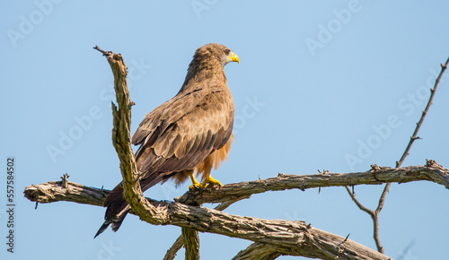 The yellow-billed kite (Milvus aegyptius) is the Afrotropic counterpart of the black kite (Milvus migrans), of which it is most often considered a subspecies.