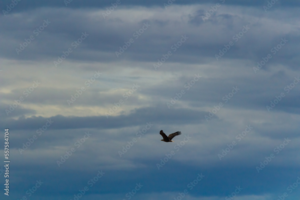 Wildlife eagle animal fly on blue overcast cloudy sky. Czech nature photo