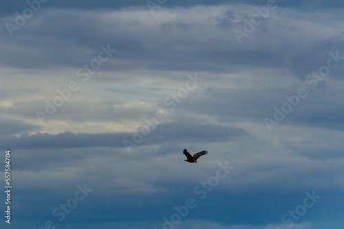 Wildlife eagle animal fly on blue overcast cloudy sky. Czech nature photo
