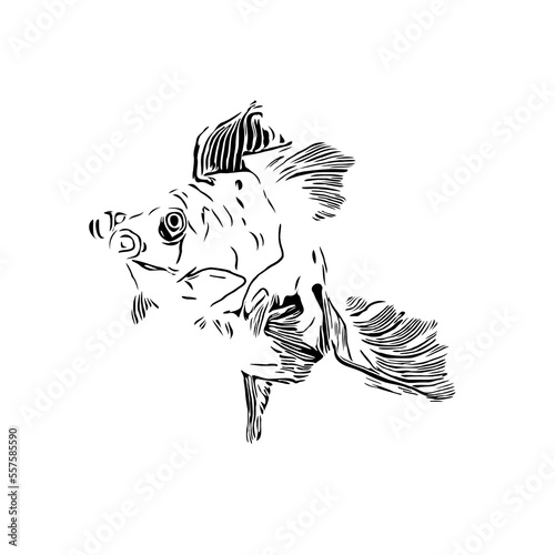 black and white drawing sketch of a fish with a transparent background