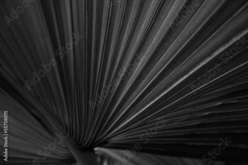 Pattern, Light, Shade, Black and White, palm leaf