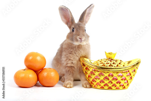 Happy Lunar Chinese New Year 2023, cute brown rabbit bunny with gold ingot, Mandarin orange white background, lucky symbol item oriental Asian style.