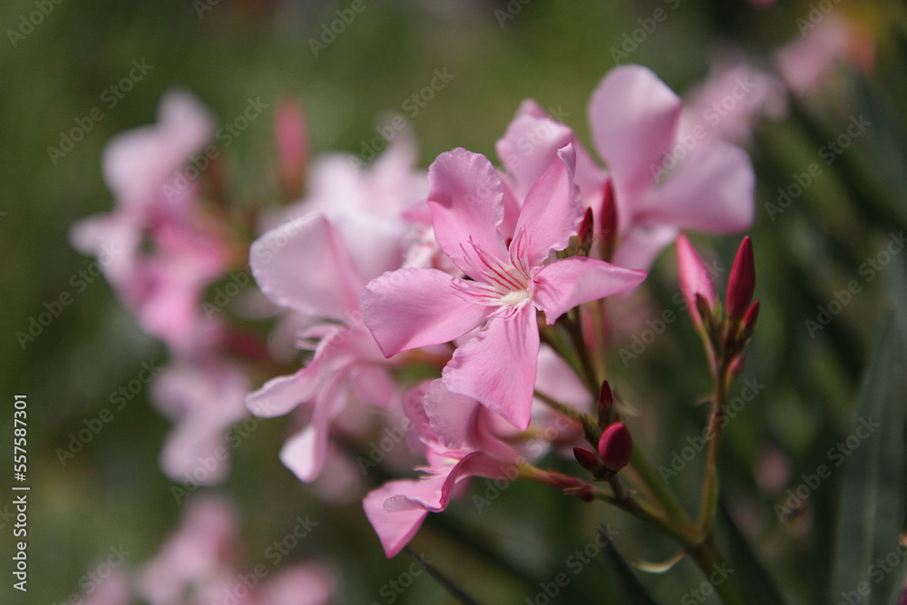 Oleander in summertime Oleander in summertime