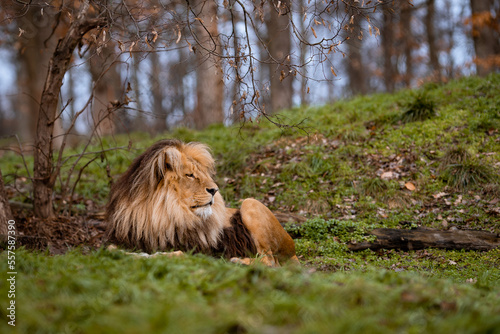 lion in the grass