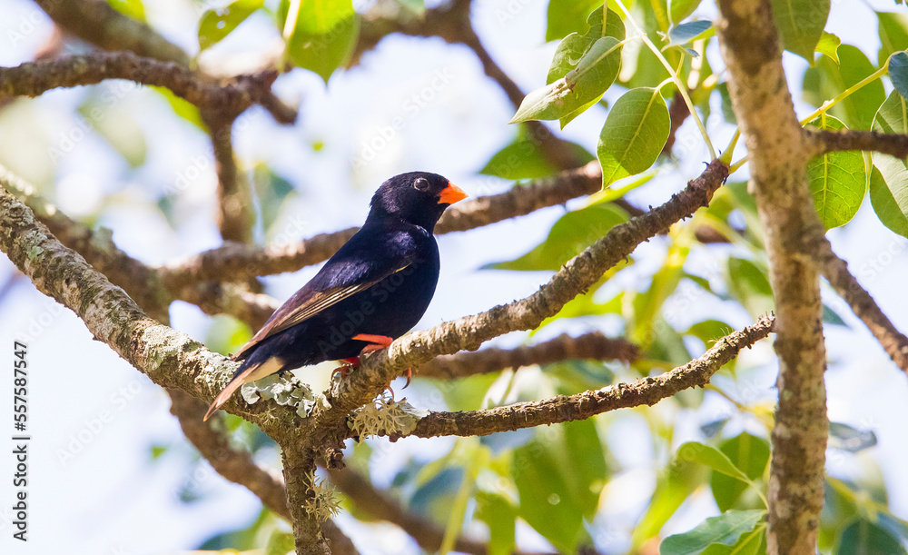 The village indigobird or steelblue widowfinch (Vidua chalybeata) is a small songbird. İt is live in Africa. The village indigobird or steelblue widowfinch (Vidua chalybeata) is a small songbird. İt is live in Africa.