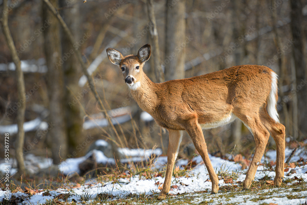 White-tailed deer in winter forest White-tailed deer in winter forest