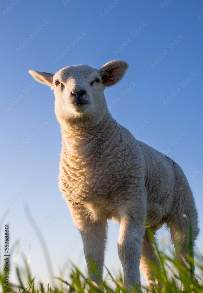Fototapeta premium Lamb, sheep, spring