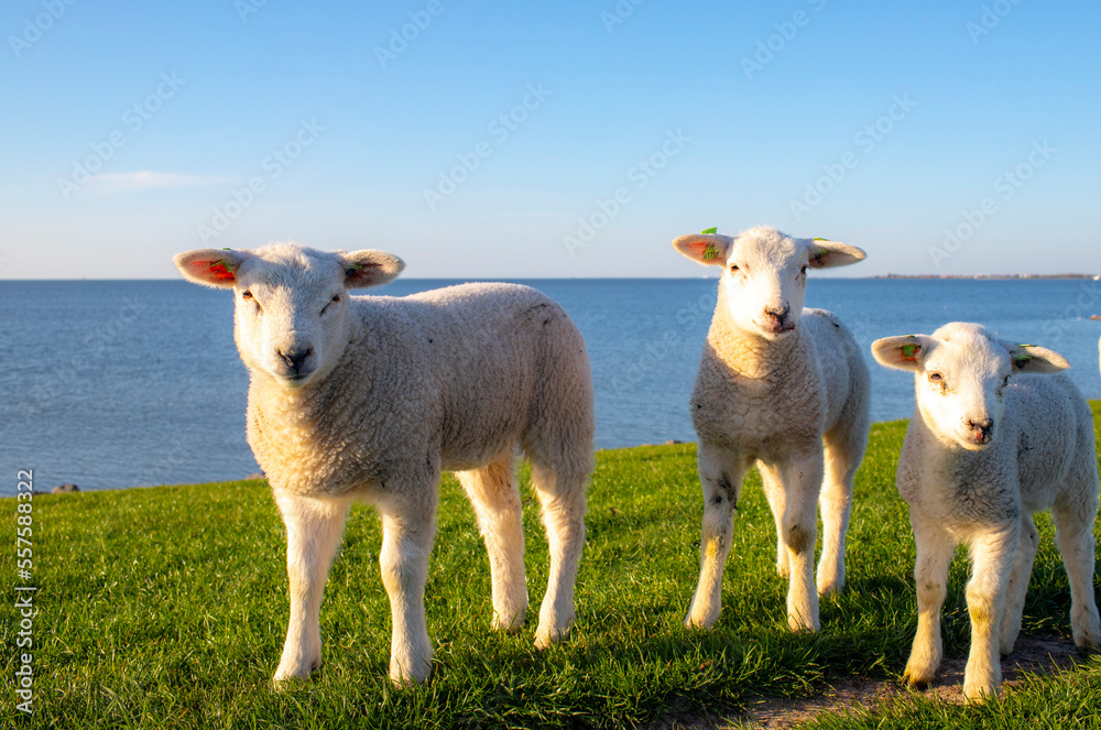 Obraz premium Lamb, sheep, spring