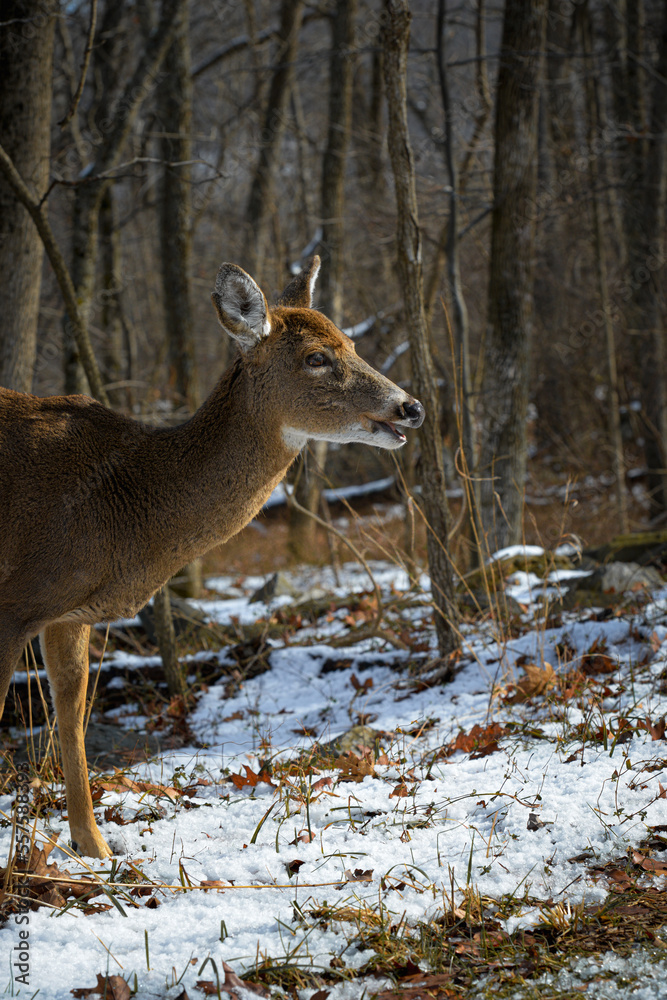 Fototapeta premium White-tailed deer in winter forest