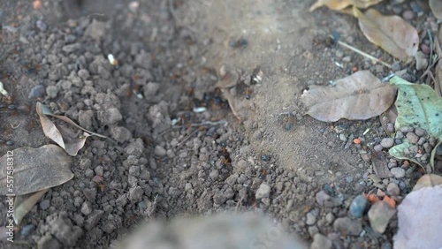 Ants crawling around near rock