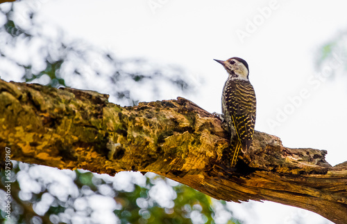 Fototapet The cardinal woodpecker (Dendropicos fuscescens) is a widespread and common resident breeder in much of Sub-Saharan Africa