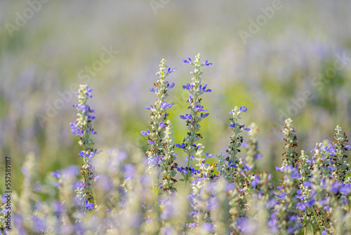 A vibrant and colorful close-up shot of a salvia blossom flower, with its deep purple petals fully bloomed and surrounded by green leaves.The salvia flower is popular choice in gardens.