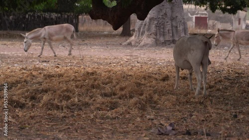 Animals walking under tree in a village in Africa