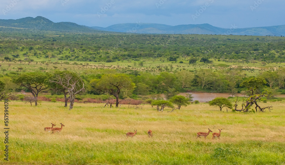 There are many Impala in the Sungulwane Private Game Reserve near Durban city in Kwazulu Natal.