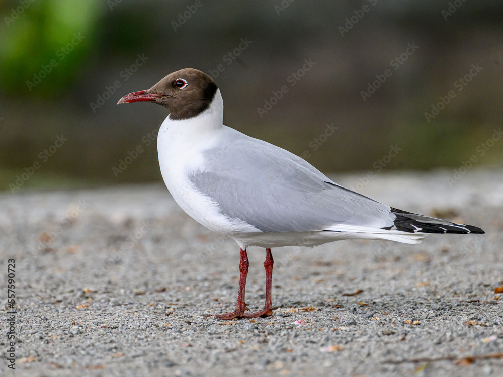 Fototapeta premium seagull on the beach