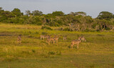 More than one antelope species can coexist in the Imangaliso Wetland Park in South Africa.