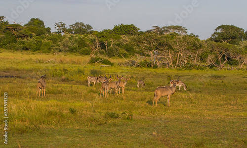 More than one antelope species can coexist in the Imangaliso Wetland Park in South Africa.