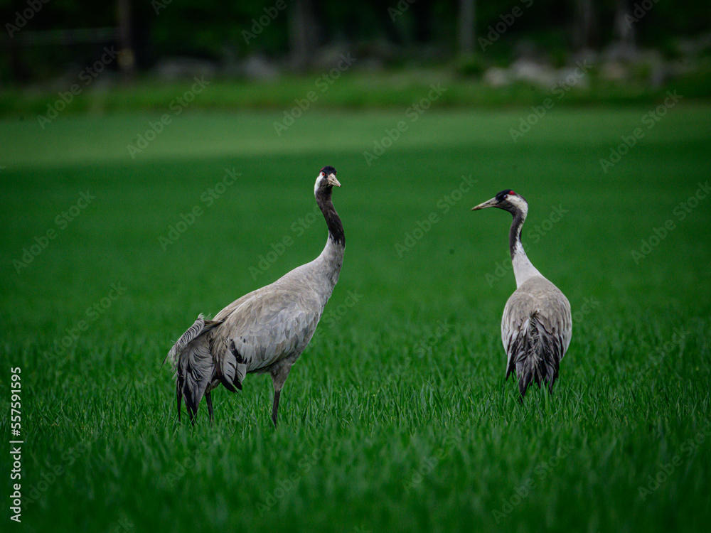 Obraz premium grey crowned crane in grass