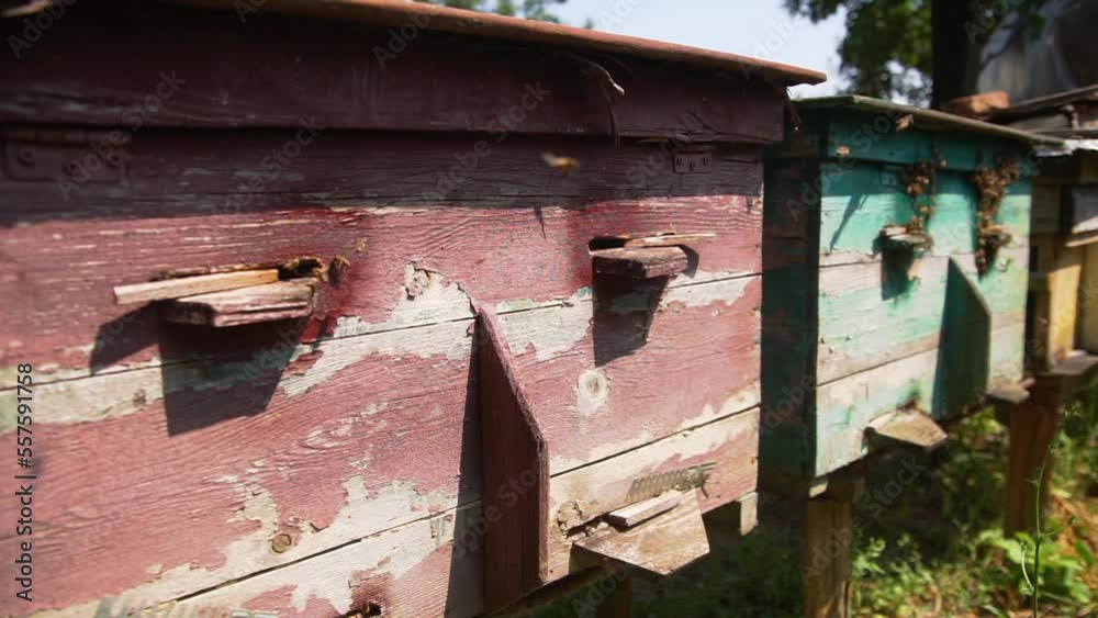 honey is an eco product. the slow motion of bees flying in and out of the hive. production of natural honey honey is an eco product. the slow motion of bees flying in and out of the hive. production of natural honey
