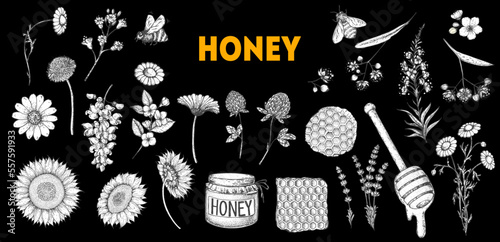 Honey hand drawn vector illustration. Healthy food illustration. Hand drawn sketch elements collection. Honeycomb, bee, flowers, jar of honey sketch.