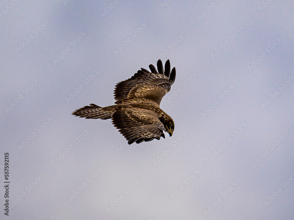 Fototapeta premium eagle in flight