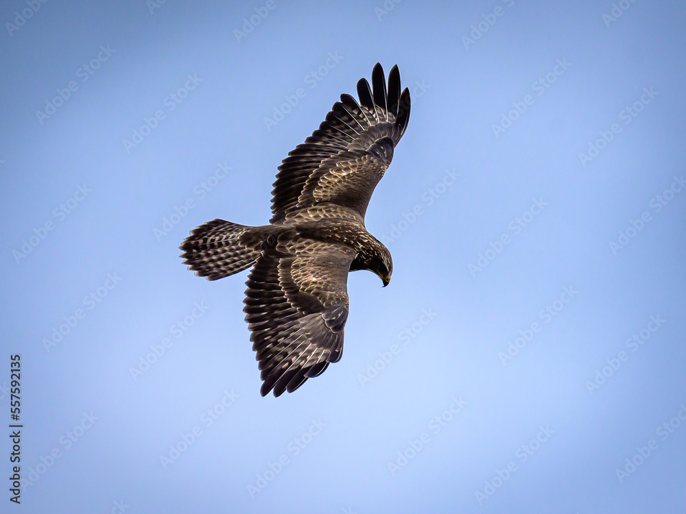 Fototapeta premium eagle in the sky