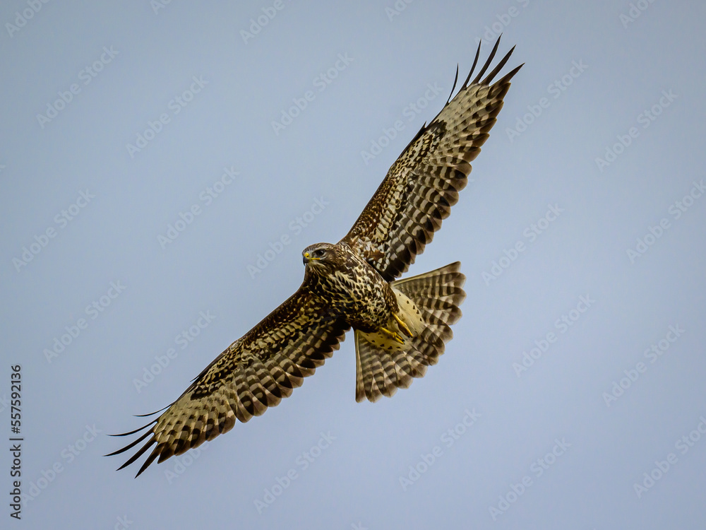 Fototapeta premium osprey in flight