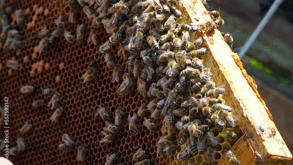 beekeeping concept. Honey bees fly into the hive. bees on a frame for honey. production of natural honey. beekeeping concept. Honey bees fly into the hive. bees on a frame for honey. production of natural honey.