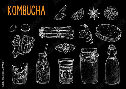 Kombucha tea and ingredients. Kombucha sketch. Hand drawing elements collection. Hand drawn vector illustration. Kombucha drink. Tea mushroom, tea fungus, or Manchurian mushroom.