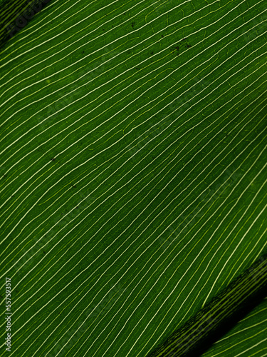 Hojas y texturas de plantas