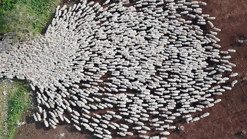 Herd of white sheep grazing in a Green landscape.