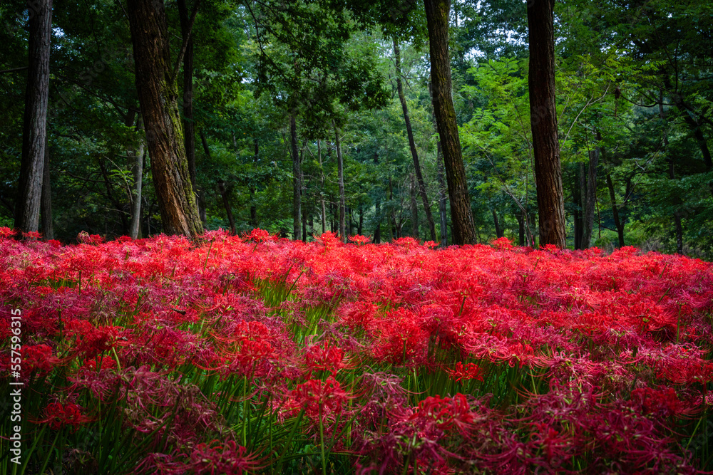 Red Spider Lilies