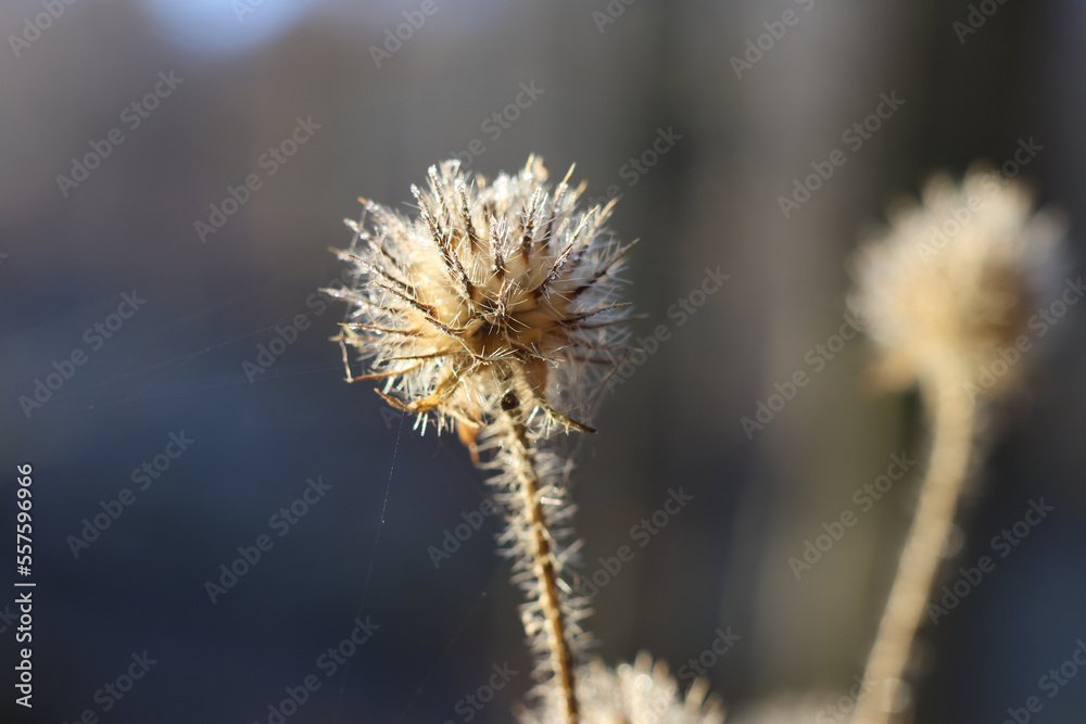Obraz premium Behaarte Karde, Dipsacus pilosus, trocken im Winter