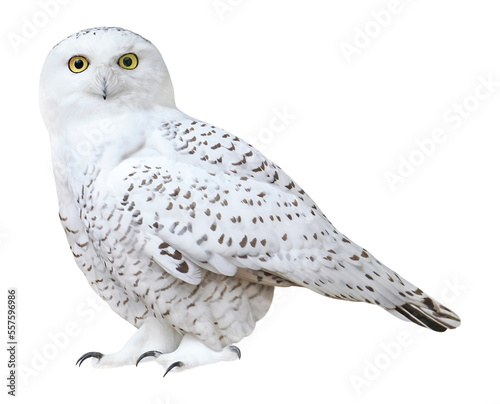 Photo Snowy owl (Bubo scandiacus), PNG, isolated on transparent background