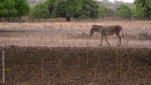 Animals walking on a trail in African village