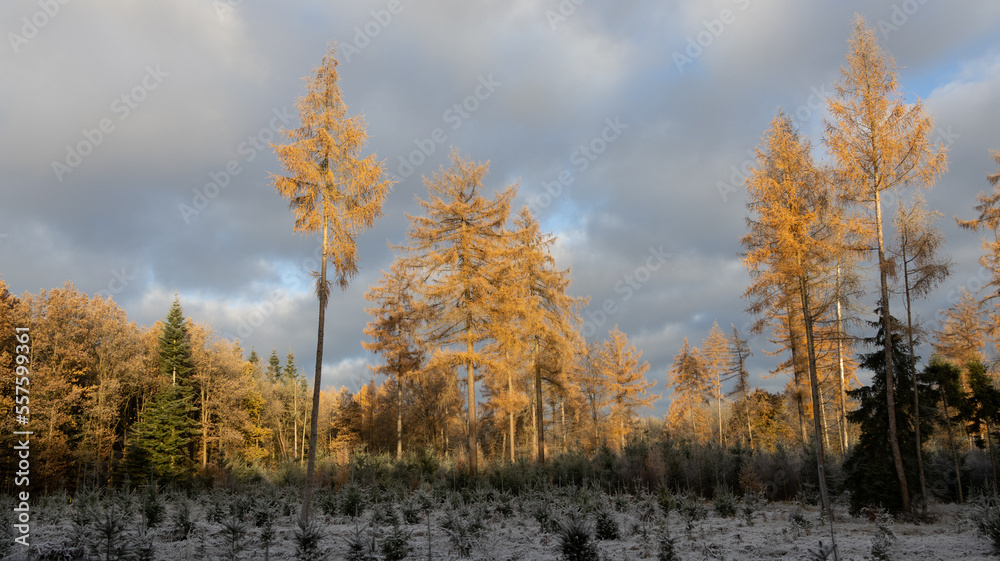 Winterwald im Kalletal