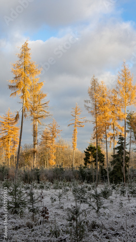 Wallpaper Mural Winterwald im Kalletal Torontodigital.ca