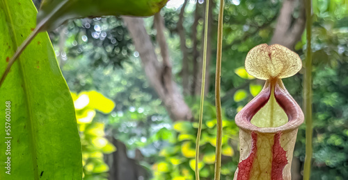The type of Carnivorous plant known as Kantong Semar or Pitcher Plants with reddish rim in the head. this type can be well cultivated in urbam area with special care photo