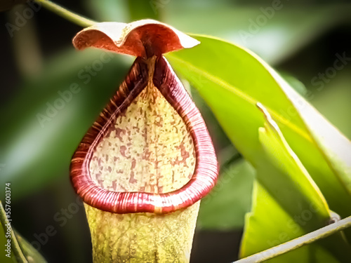 The type of Carnivorous plant known as Kantong Semar or Pitcher Plants with reddish rim in the head. this type can be well cultivated in urbam area with special care photo